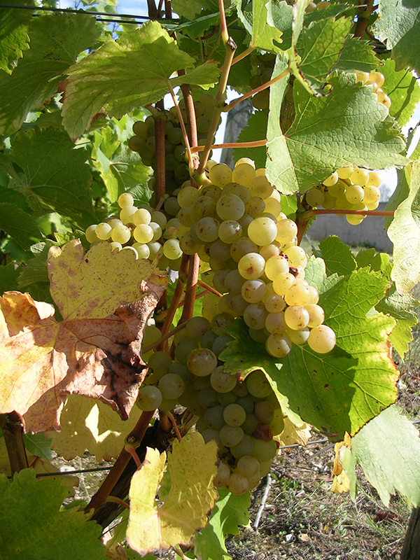 Vigne vin blanc Montlouis-sur-Loire